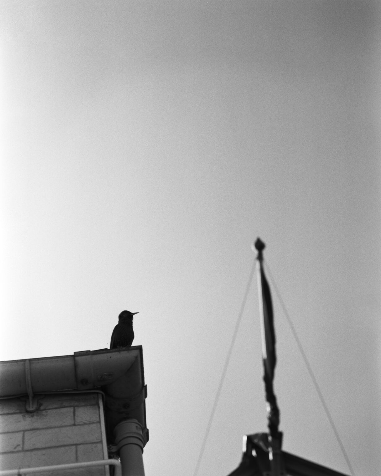 Black and white photograph of a silhouette of a songbird