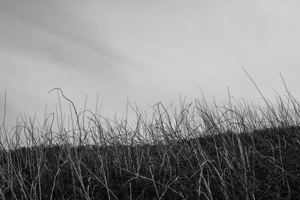 Photograph of grass in the wind